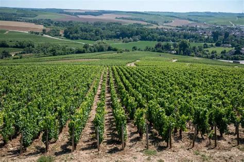 The Most Famous Wines Of Chablis, France - DrinkStack