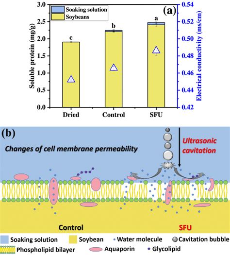 Cell membrane permeability. (a) SPC and electrical conductivity of... | Download Scientific Diagram