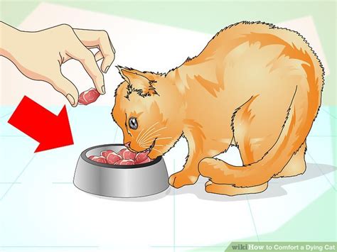 How to Comfort a Dying Cat: 13 Steps (with Pictures) - wikiHow