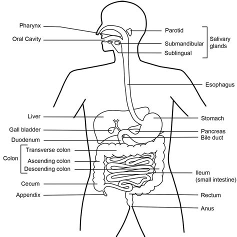 Digestive System Diagram And Functions