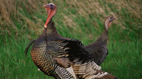 The Ultimate Guide to the Wild Turkey - Cool Green Science