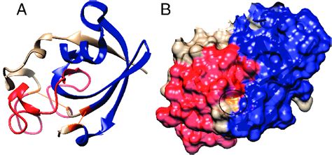 Crystal structure of cerato-platanin (PDB code 3SUK). (A) Covalent... | Download Scientific Diagram