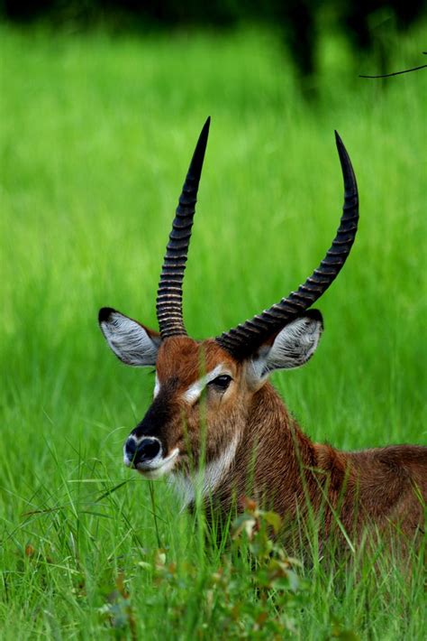 Waterbuck | Animals beautiful, Animals friends, African wildlife