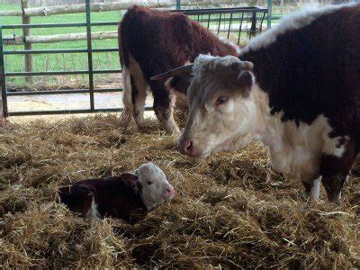 Hereford Calf Is Born!