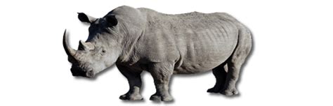 Free Rhino Transparent Images