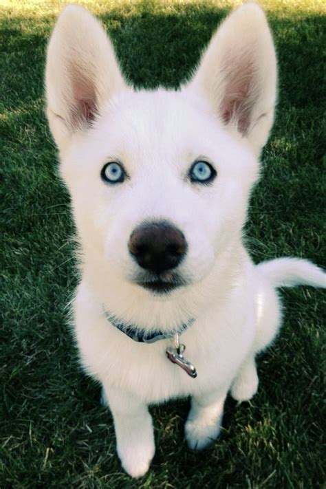 Cute White Siberian Husky Wolf Mix - Bleumoonproductions