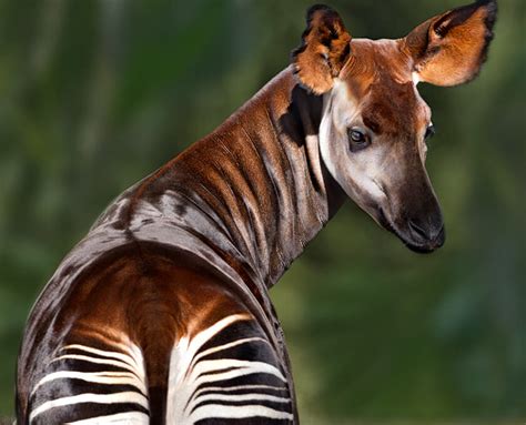 Okapi | San Diego Zoo Safari Park