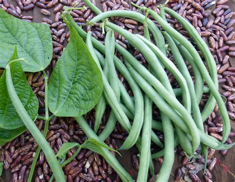 Maxibel Filet Bush Snap Bean, 14 g : Southern Exposure Seed Exchange, Saving the Past for the Future