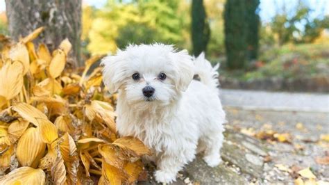 9 Fascinating And Little Known Facts About A Teacup Maltese | All ...