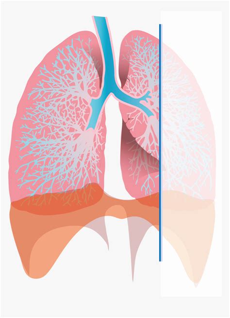 Transparent Inhaler Clipart - Respiratory Pump, HD Png Download - kindpng