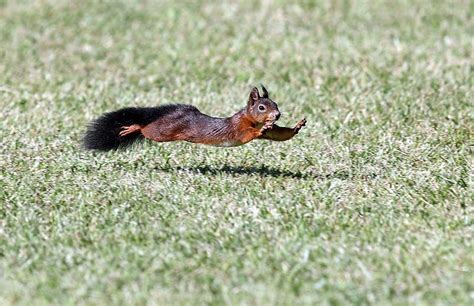 Squirrel in motion, Running, Squirrel, Aviano, Italy, HD wallpaper | Peakpx