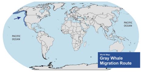 Gray Whale Migration Route | Ocean Futures Society