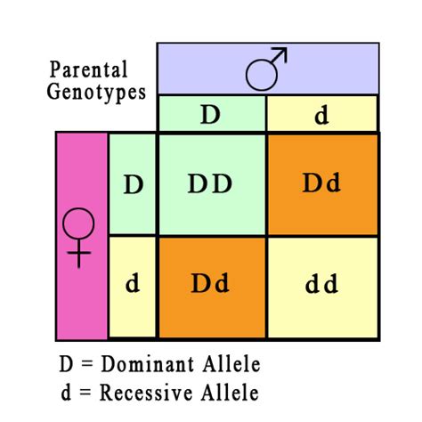 Patterns of Inheritance - Genetics Generation