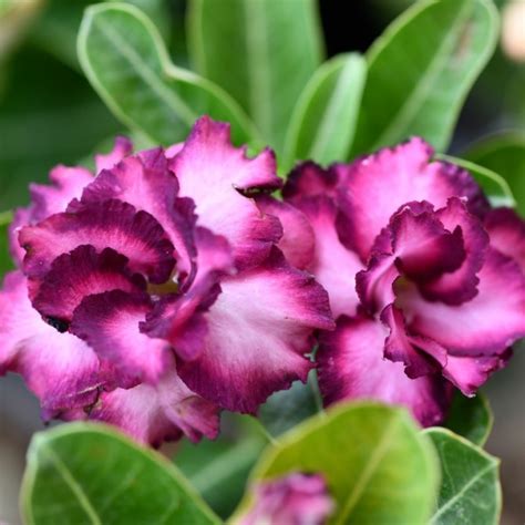 Purple desert rose : Purple Adenium obesum