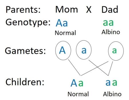 A mom has the genotype Aa and a dad has the genotype aa. a. What is the phenotype of the mom? b ...