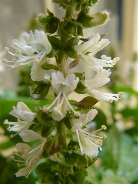 File:Basil flower.JPG - Wikipedia