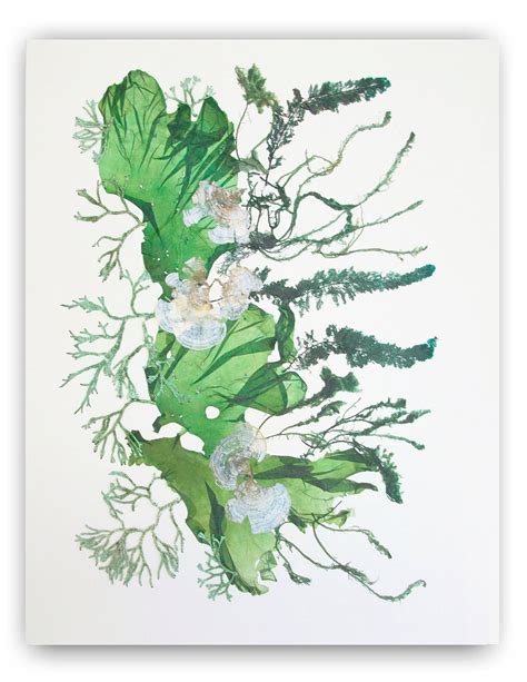 Seaweed art MADE TO ORDER Pressed seaweeds sea fan collage