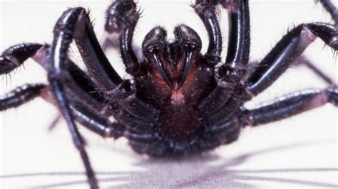 This Is The World's Deadliest Spider - YouTube