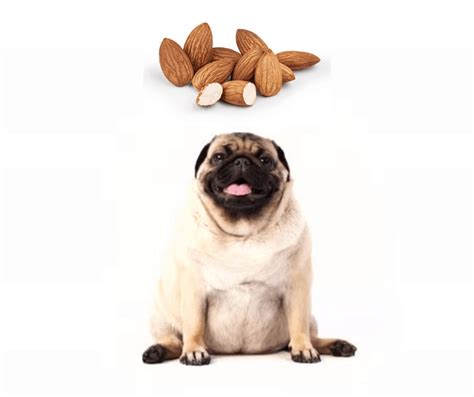 What Will Happen If My Dog ate Almonds? - Our Dog Breeds