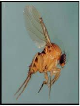 Prime Pest Solutions: Phorid Flies: By Brian Boozer