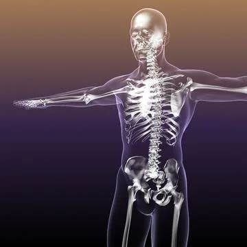 3D Model: Human Skeleton with Body transparent #60659825