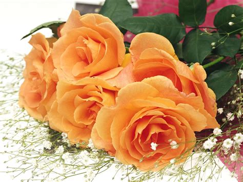 Orange Roses - Flowers Wallpaper (34611339) - Fanpop