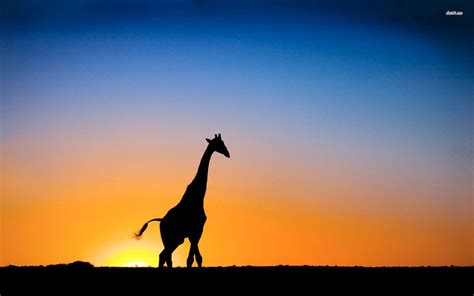 Giraffe Sunset Wallpapers - Wallpaper Cave