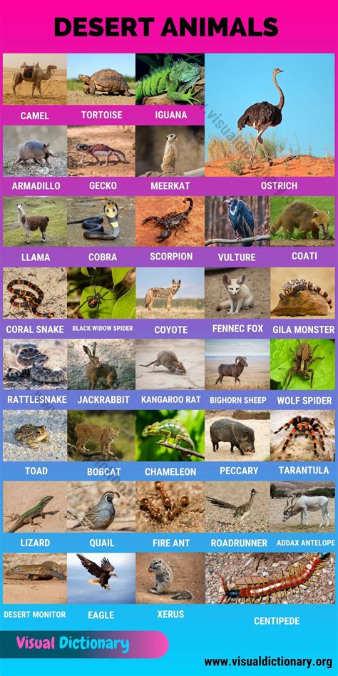 Desert Animals: 38 Wonderful Animals that Live in Desert Habitats - Visual Dictionary