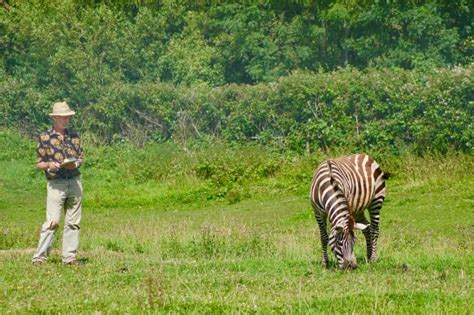 Zebra stripes confuse tiny predators, not the big ones | CBC Radio