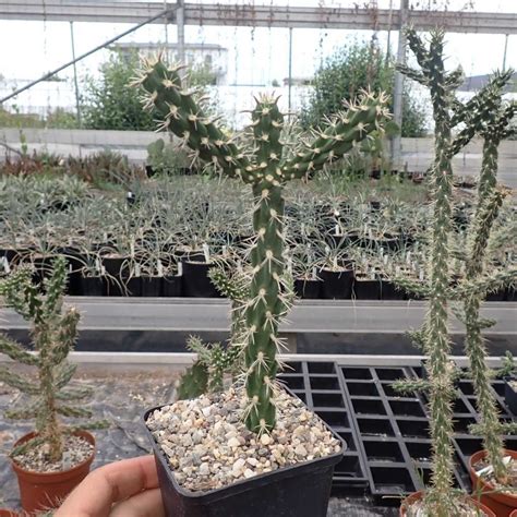 Cylindropuntia imbricata cv. Krätschmer (dw) - Uhlig Kakteen - Über 5000 verschiedene Arten