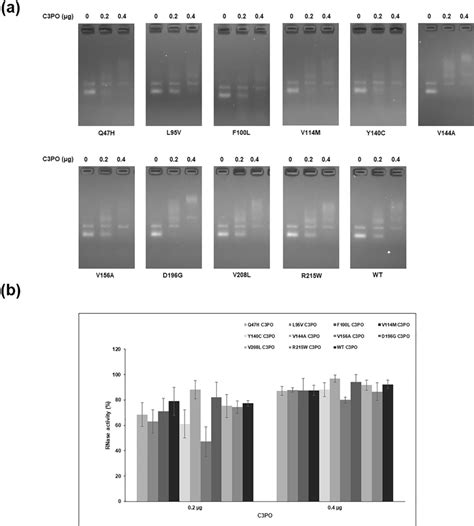 RNase activity of C3PO complex: a The RNase assay of C3PO complexes was... | Download Scientific ...