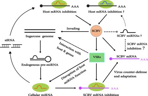 RNA hybridization | PLOS ONE