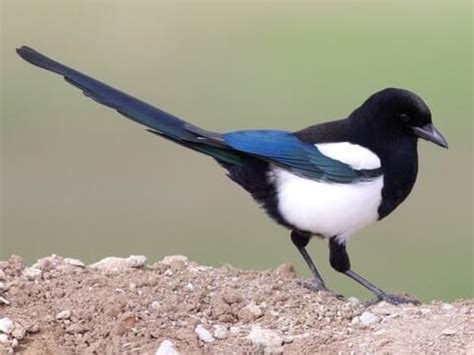 Corvidae Browse by Family, All About Birds, Cornell Lab of Ornithology