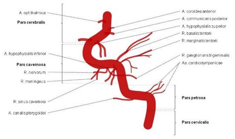 Internal Carotid Artery - Segments and Branches | Epomedicine