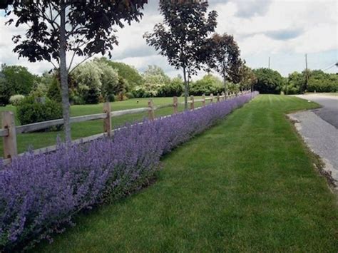 Split rail fence with lavendar hedge - Modern Design 9 in 2020 | Fence landscaping, Backyard ...