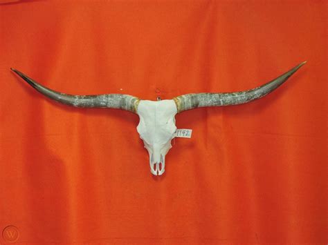 #1192 STEER LONGHORN SKULL 6 FT 4 IN BULL HORNS STEER COW SKULL ...