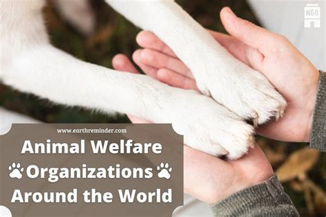 Animal Welfare Organizations Around the World | Earth Reminder