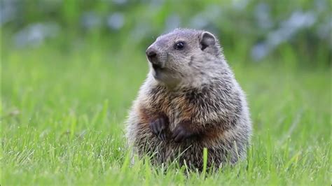 Best Groundhog Trap Reviews 2020 - Consumer Guides