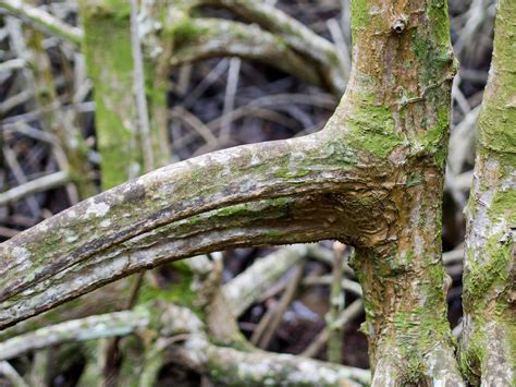 Close up picture of the mangrove tree. Can see the beautiful texture of ...