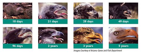 Eaglet Biology | Audubon Center for Birds of Prey