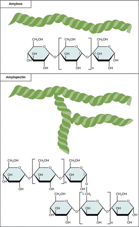 2.2 Carbohydrates – Fundamentals of Anatomy and Physiology