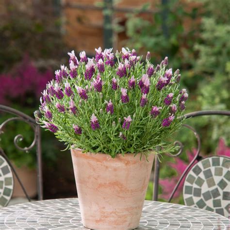 Lavender Pictures | Container herb garden, Container gardening, Container gardening vegetables