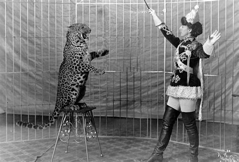 The Heartbreaking Ways Wild Animals Are Trained to Perform Tricks | Vintage circus, Circus ...