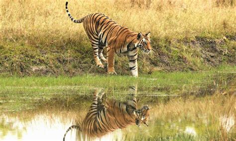 Madhya Pradesh Wildlife Tour Packages, Madhya Pradesh Tiger Safari Tour