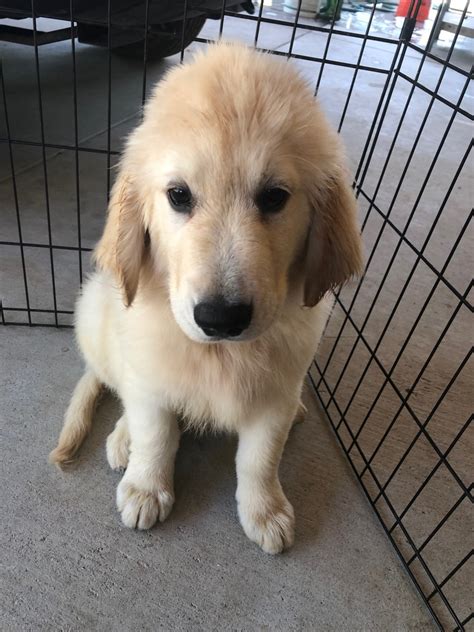 Golden Retriever Puppies For Sale | LAKE MATHEWS, CA #301834