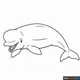 Beluga Whale Coloring Page  Easy Drawing Guides sketch template
