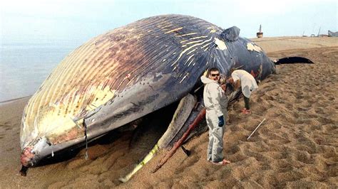 Nature Is Beautiful: A New Study Has Shown That When A Blue Whale Dies Its Body Can Feed ...