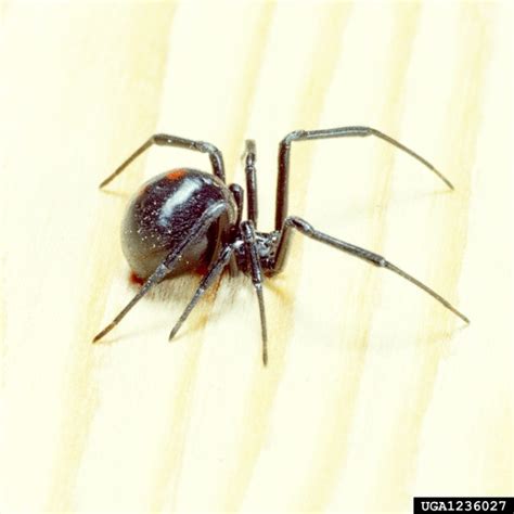 black widow spider predator picture 6 : Biological Science Picture Directory – Pulpbits.net