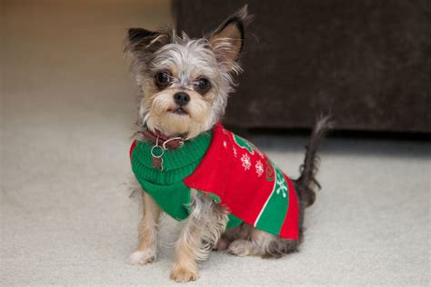 Master The Ugly Dog Sweater: A Holiday Gift Guide For Pets | Scout Knows