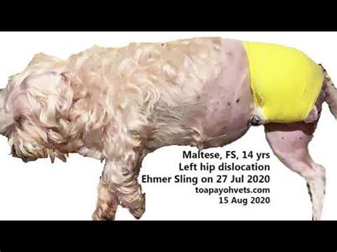 A dislocated left hip joint - Ehmer Sling helps this dog to walk again. - YouTube